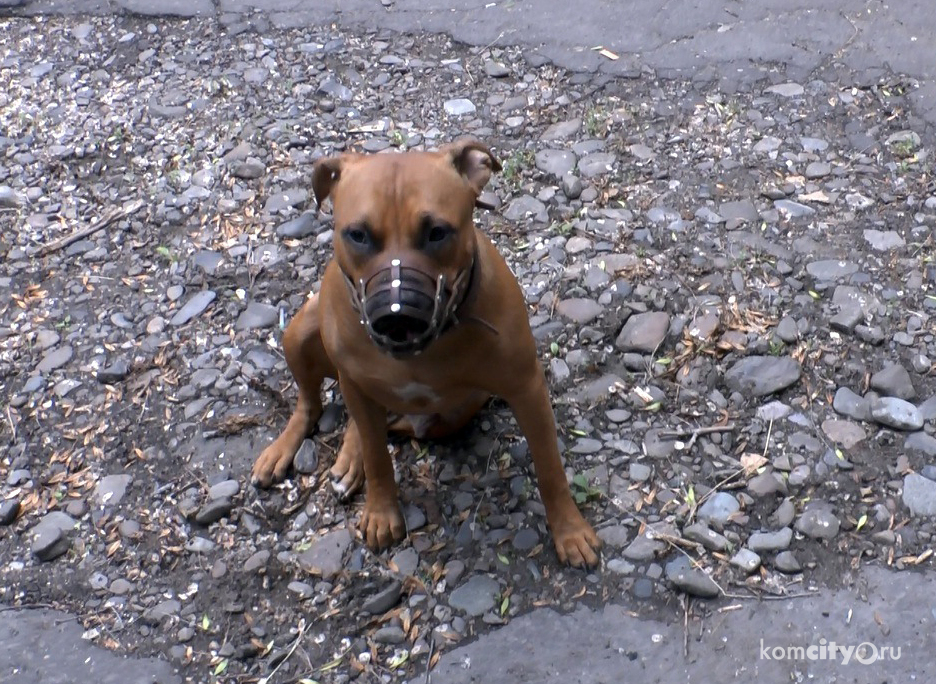 В Комсомольске-на-Амуре собаки помогли задержать находившегося в розыске грабителя