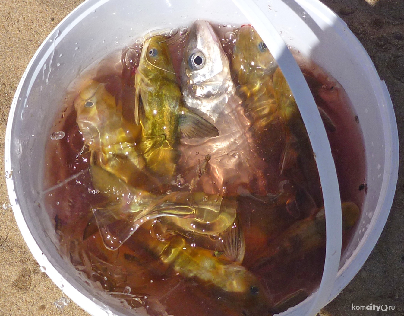 В рамках рыболовных соревнований комсомольчане выловили 469 рыбин