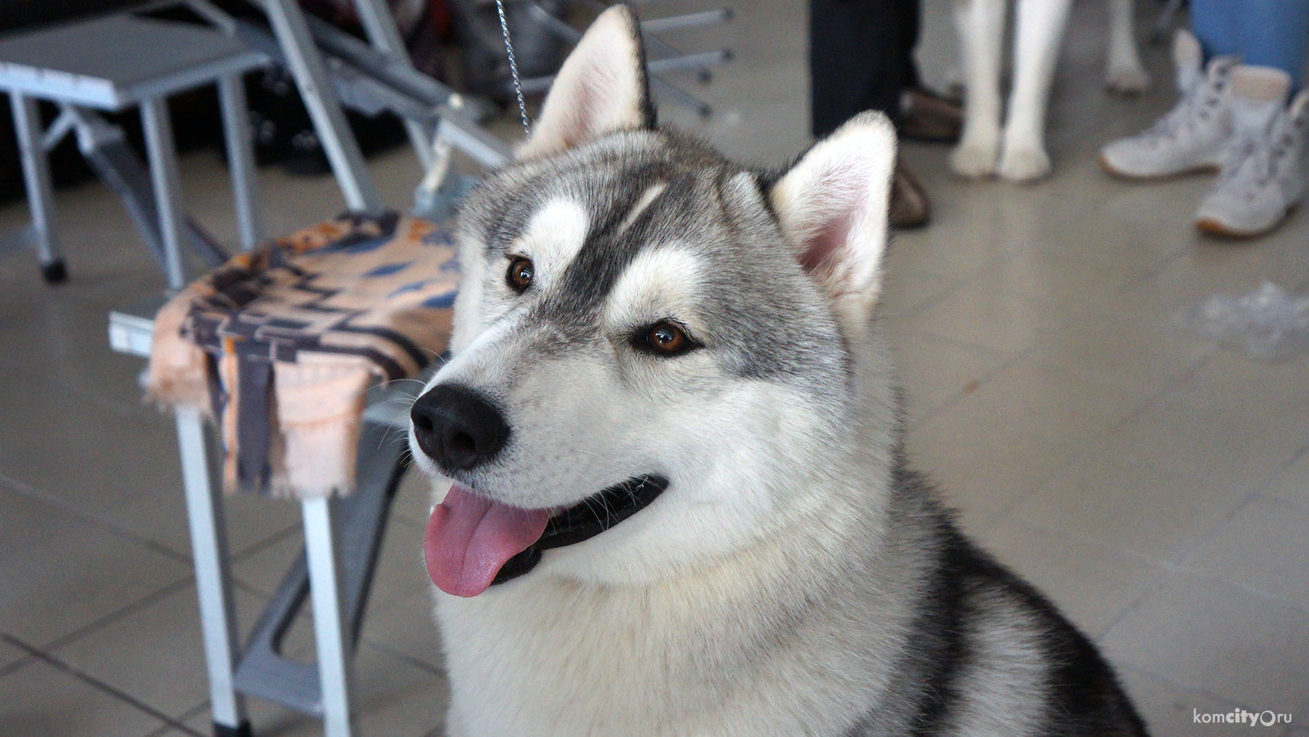 302 собаки боролись за звание лучшей на всепородной выставке в Комсомольске-на-Амуре