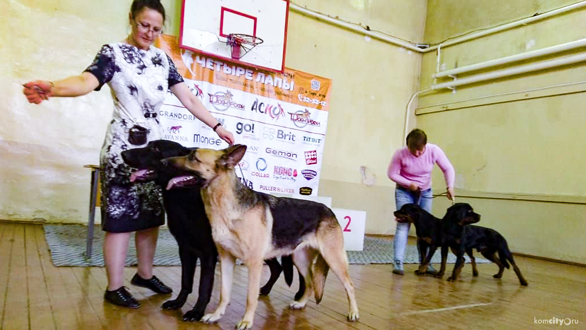 В «парном ринге» соревновались участники тренировочной выставки собак в Комсомольске-на-Амуре