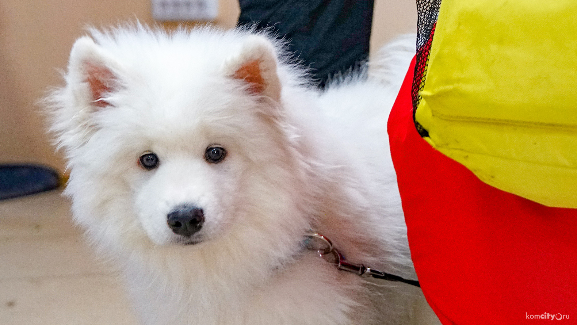 Собака породы самоед победила во Всероссийской выставке в Комсомольске-на-Амуре