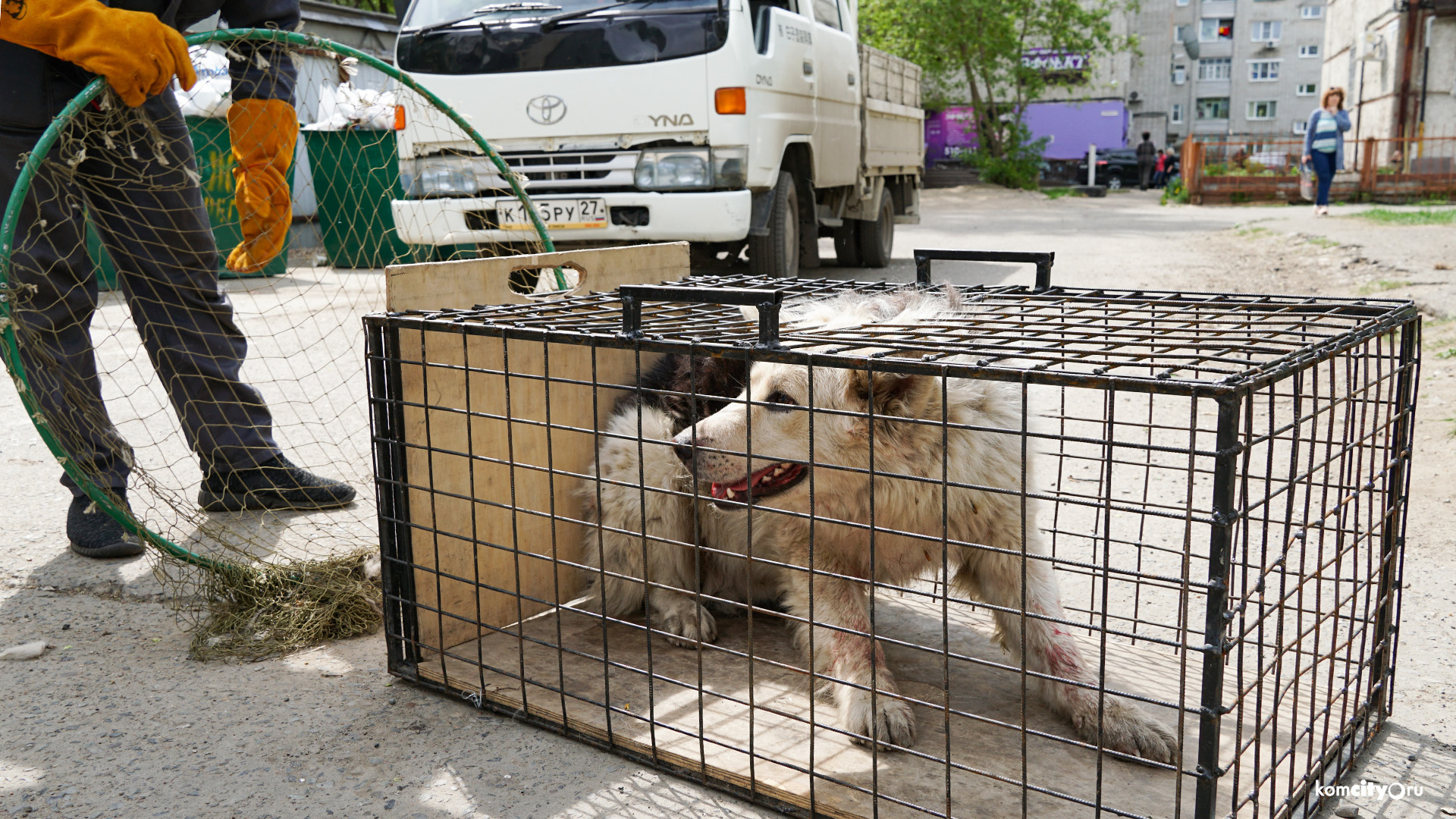 Ловцы животных в Комсомольске-на-Амуре займутся не только собаками, но и кошками
