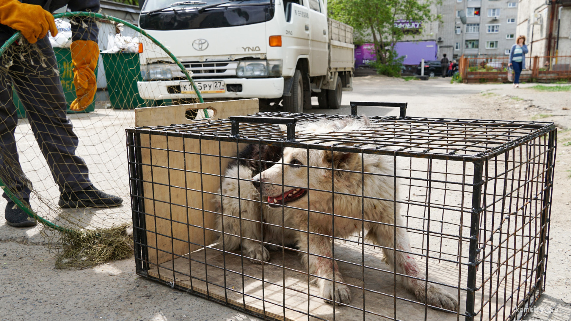 Пожизненный приют для собак могут построить в Комсомольске — если на это дадут денег