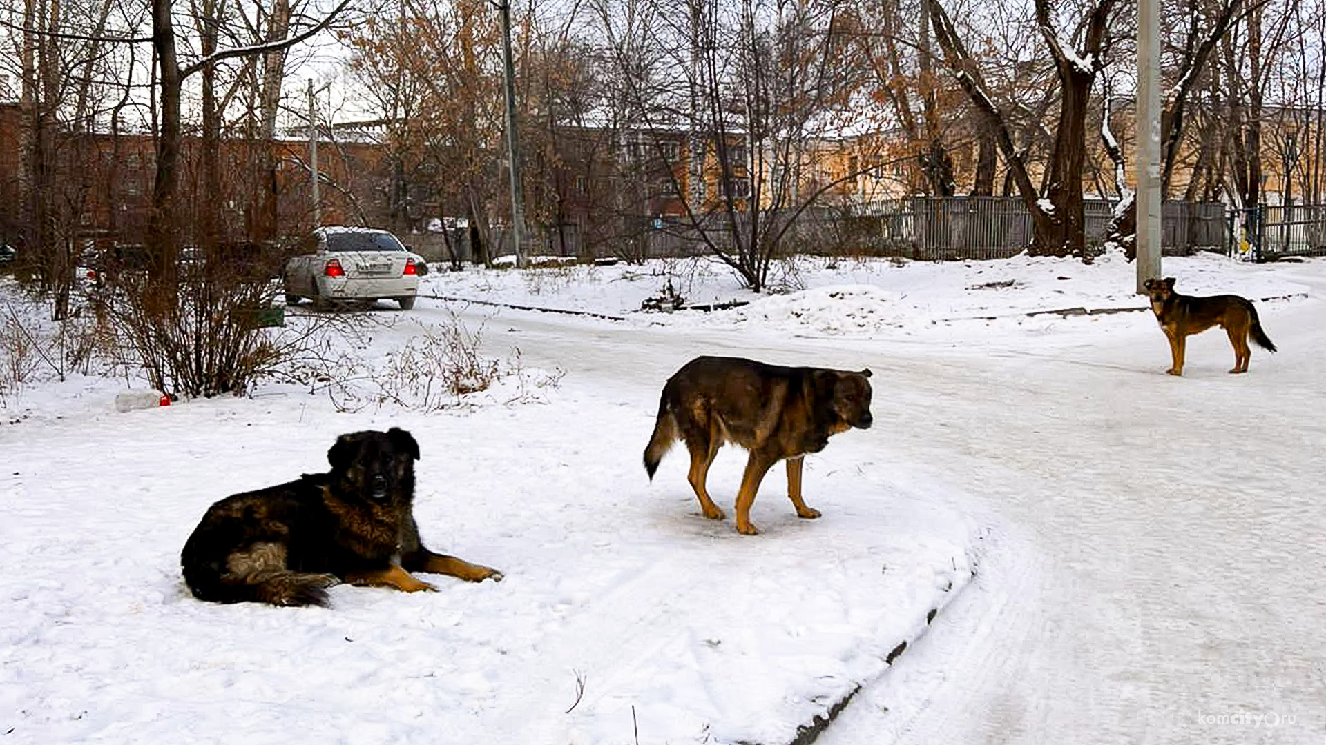 Опасные дворы — жители Комсомольска-на-Амуре бьют тревогу из-за участившихся нападений бездомных собак на детей